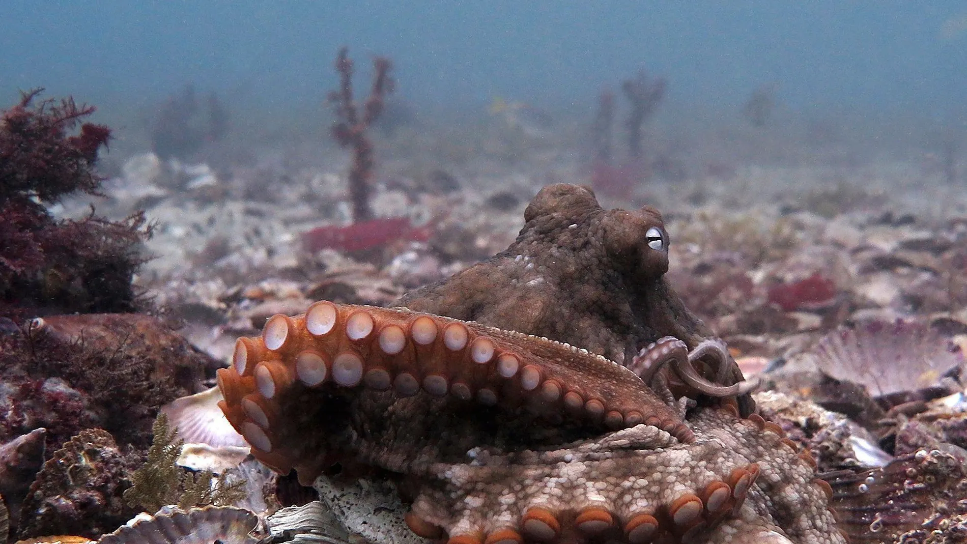 La supervivencia de los pulpos depende de la pesca sostenible