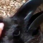 El conejo "con pico de cuervo"que arrasa en Twitter