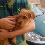 Una imagen del cachorro