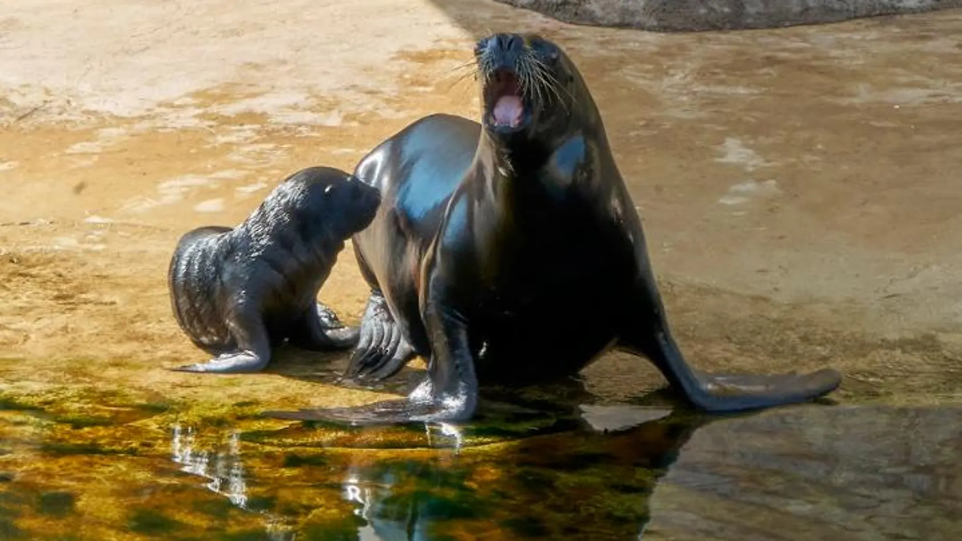 Aslan junto a su madre