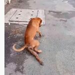 Imagen del perro fingiendo estar lisiada