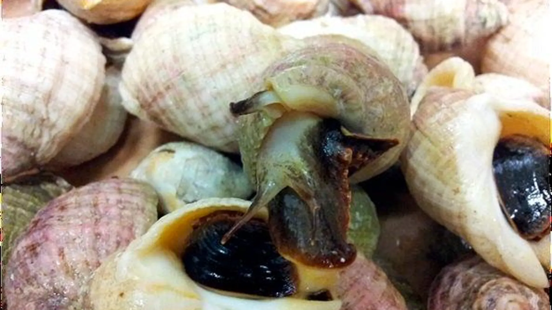 La caracola de mar de roca blanca australiana 'Dicathasis orbita' / Foto: FLINDERS UNIVERSITY