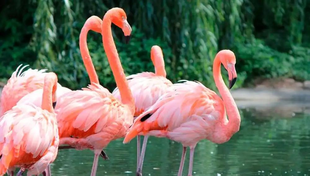 El Oceanogràfic colabora con la Junta de Andalucía para la recuperación de flamencos
