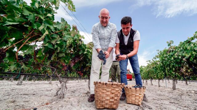 El consejero de Agricultura, Ganadería y Desarrollo Rural, Jesús Julio Carnero, recoge uva en los viñedos de la bodega Monteabellón, en Roa de Duero