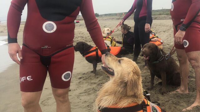 Perro salvavidas en el Mar Tirreno, Italia