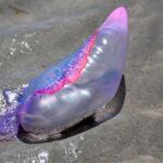La carabela portuguesa es también conocida como "botella azul"/Ep