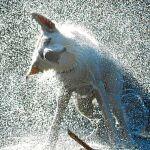 El agua es el mejor aliado de tu perro para luchar contra el calor