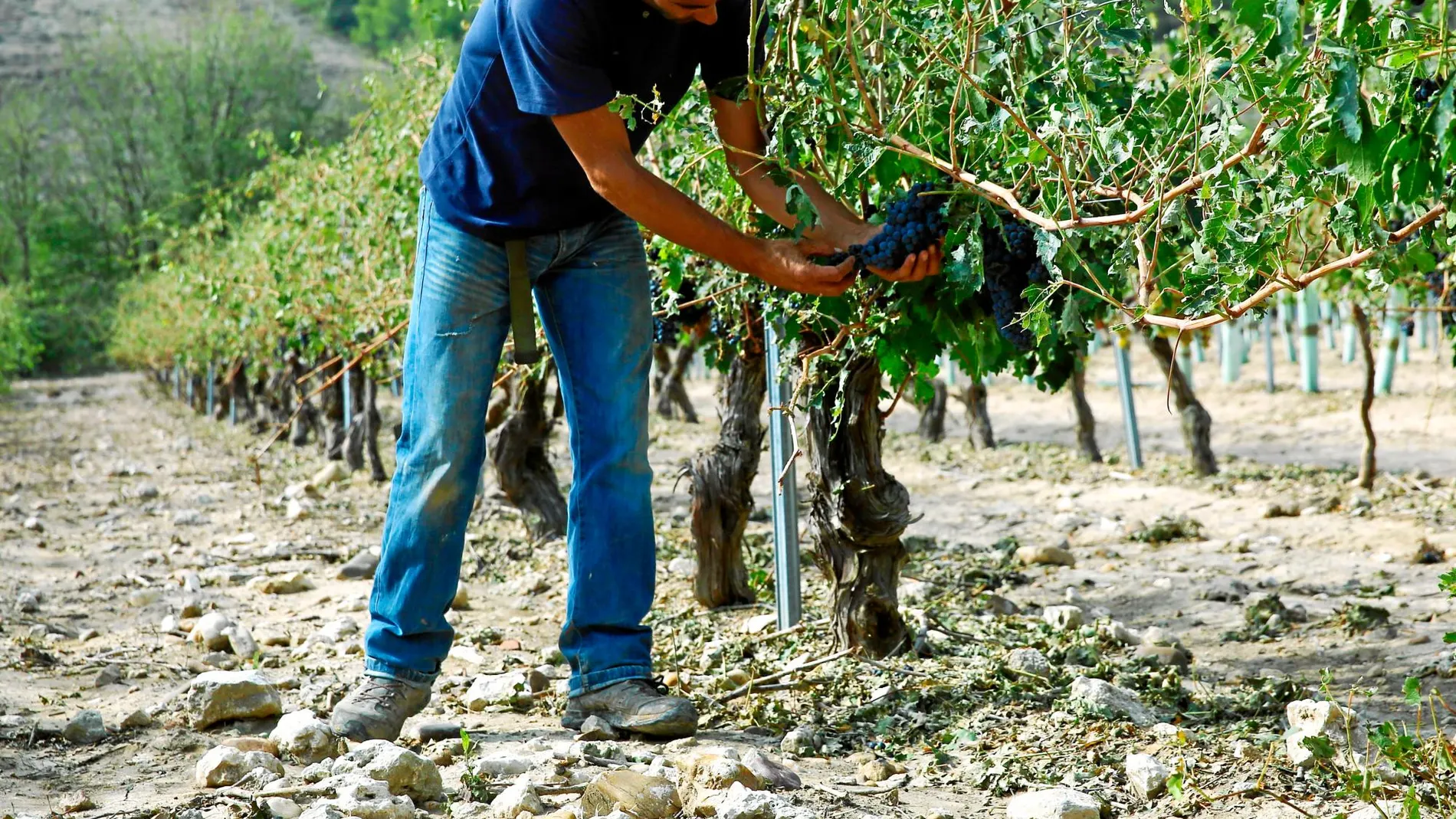 Este ya era una mal año para las cosechas, pero las lluvias de esta semana han echado a perder el poco fruto que los agricultores habían obtenido. Foto: Cipriano Pastrano