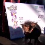 Este es el perro más feo del mundo