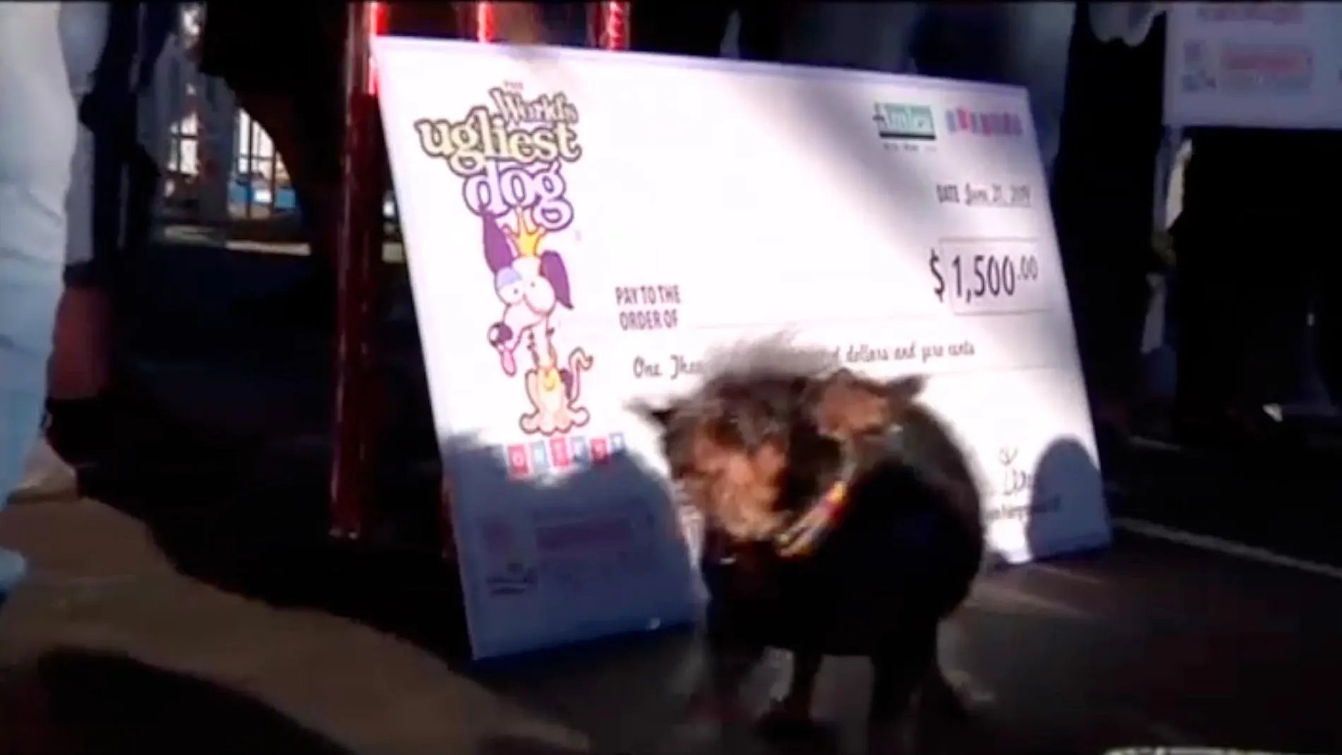 Este es el perro más feo del mundo