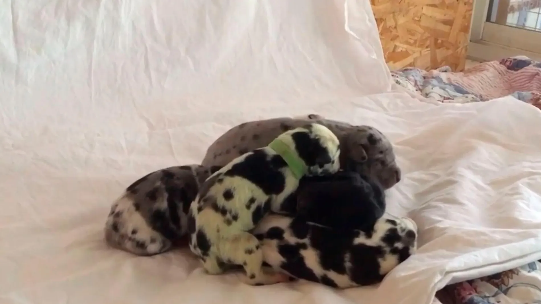 Verdant juega con sus hermanos