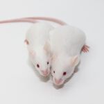 La trabajadora soltó dos ratones blancos dentro de la planta de producción