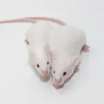 La trabajadora soltó dos ratones blancos dentro de la planta de producción