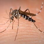 El mosquito tigre prolifera en Cartagena tras la gota fría
