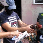 La Guardia Civil detiene a 13 personas por la celebración clandestina de peleas de gallos en la localidad de Tordesillas (Valladolid)