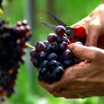 Los afectados acusan a Agroseguro de querer hacer grandes incrementos de tarifas en algunas zonas vitícolas