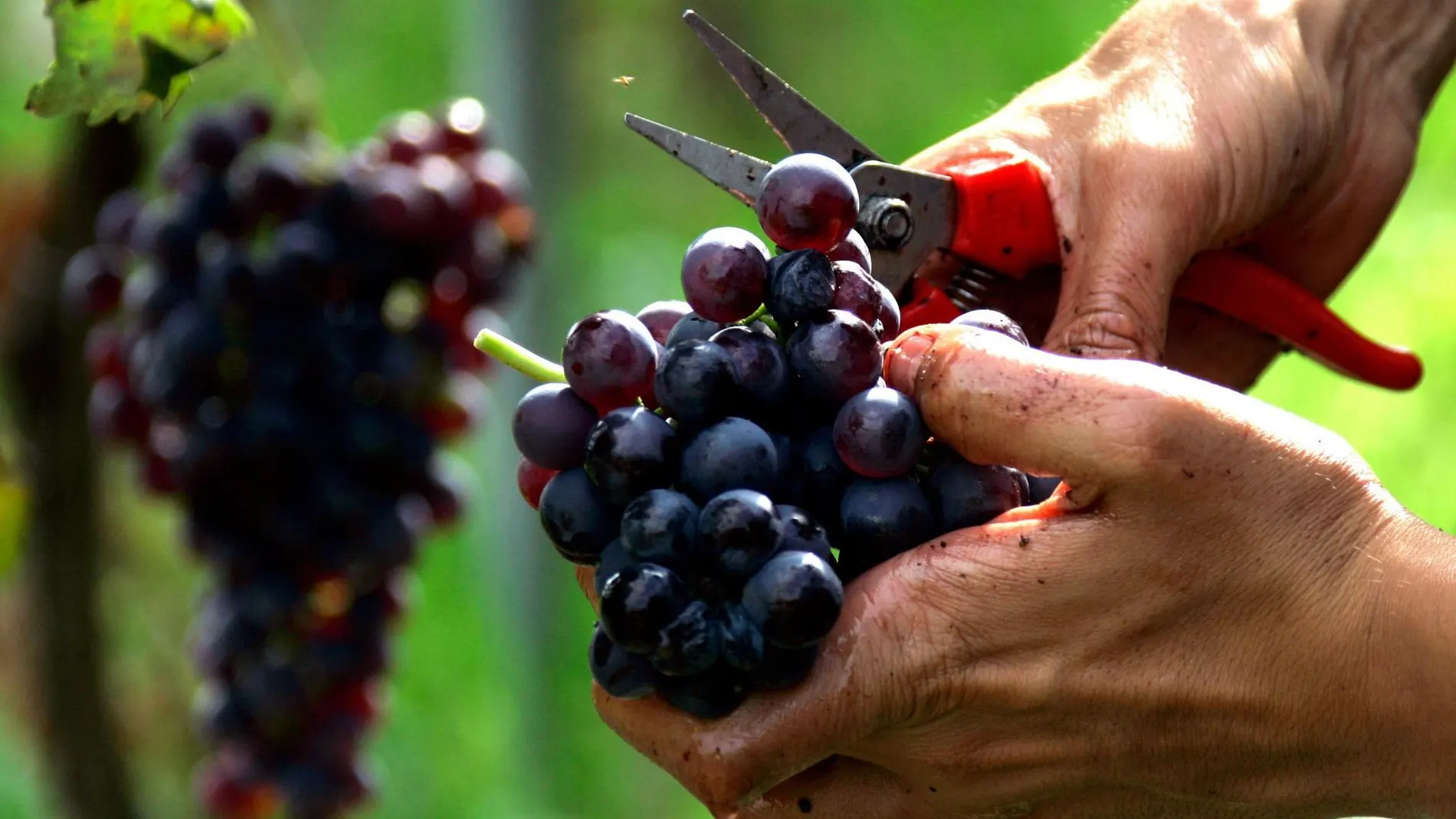 Los afectados acusan a Agroseguro de querer hacer grandes incrementos de tarifas en algunas zonas vitícolas