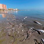 El Mar Menor está considerado espacio protegido por la Red Natura 2000 y forma parte de la lista Ramsar como Humedal de Importancia Internacional | Marcial Guillén
