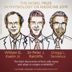 William G. Kaelin, Peter J. Ratcliffe y Gregg L. Semenza