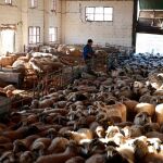PSOE y Vox se unen y rechazan que se reduzca el uso de antibióticos en la gandería murciana