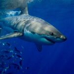 Los tiburones, que han estado en el planeta durante cerca de 500 millones de años, han desarrollado un sistema inmunológico extraordinario