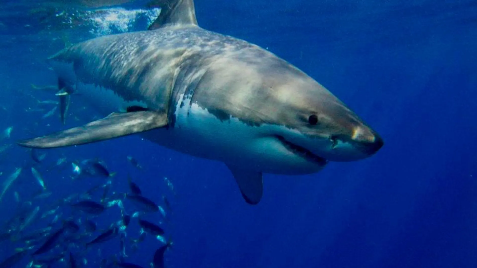 Los tiburones, que han estado en el planeta durante cerca de 500 millones de años, han desarrollado un sistema inmunológico extraordinario