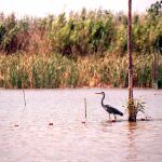 Una garza real en L’Albufera, delante d euna de las matas del lago. Foto: Gonzalo Pérez