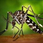 El mosquito tigre