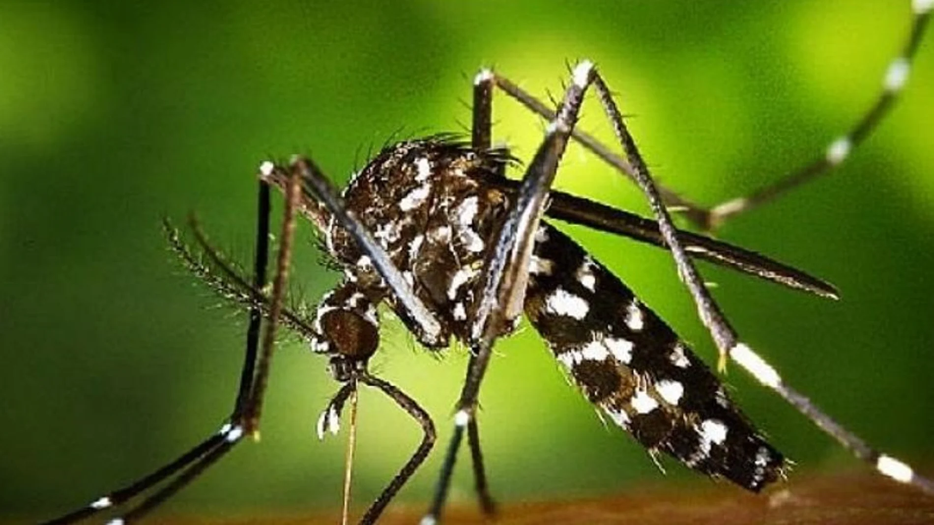 El mosquito tigre