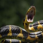 Imagen de archivo de una serpiente