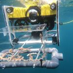 La protección de los tiburones es un “grave problema que tiene la humanidad”