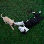 Nueve de cada diez mascotas son encontradas en la calle o recogidos en ella
