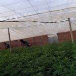 Desarrollo de la operación ‘Pozo Green’ contra el cultivo de marihuana / La Razón