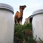 El «oro blanco» ayuda al organismo a luchar contra la diabetes