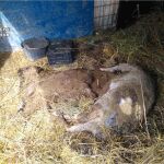 Hubo otros animales que parecían haber muerto a manos de un humano, porque tenían marcas de heridas inciso-contusas en la parte del cuello o en la zona lumbar, posiblemente realizadas con un estilete u otro objeto punzante