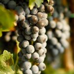 El vino es uno de los productos cuyas exportaciones a EEUU se están viendo afectadas por la subida de aranceles impuesta por el presidente norteamericano