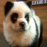Perro panda