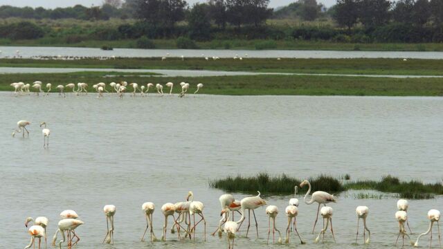 Doñana acoge numerosos ecosistemas y especies animales como los flamencos de la imagen / Foto: La Razón