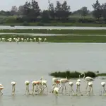 Doñana acoge numerosos ecosistemas y especies animales como los flamencos de la imagen / Foto: La Razón