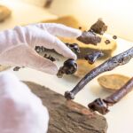 Fragmentos óseos del esqueleto de un Danuvius guggenmosi