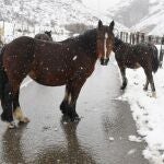 Varios caballos en la carretera de Cármenes (León), o que se encuentra cubierta de nieve por el temporal que azota la Región