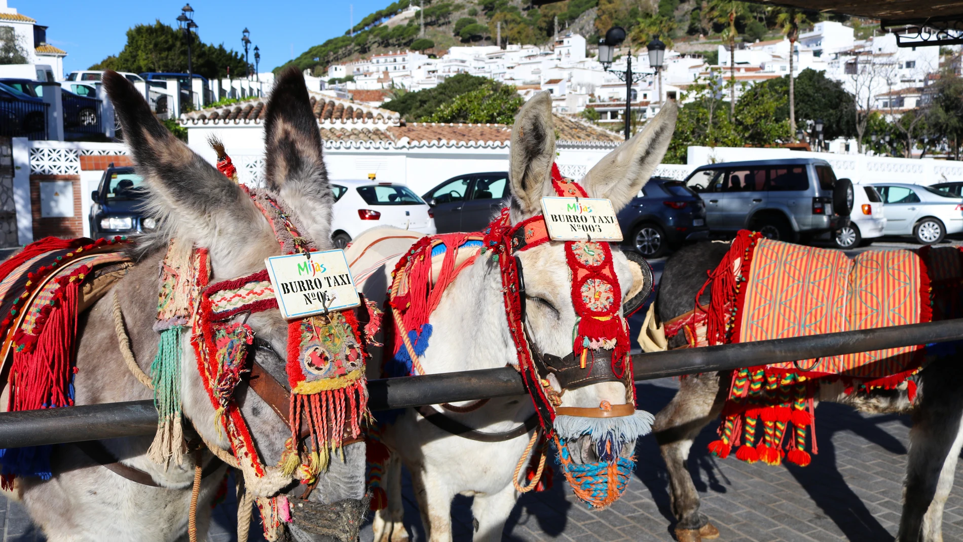 Burro Taxis en MIjas
