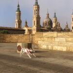 Pipper en Zaragoza