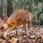 Ciervo ratón de Vietnam / Foto: GLOBAL WILDLIFE CONSERVATION