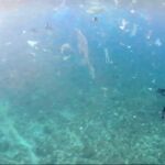 Una joven británica de 23 años, acaba de inventar un posible sustituto para los plásticos tipo film de un solo uso.