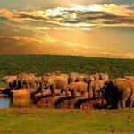 Aunque menos famoso que otros, el Parque Nacional Addo Elephant es el tercer parque nacional más grande de Sudáfrica.
