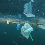 Pajitas biodegradables