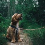 Es fundamental premiar a tu perro cuando acude a tu llamada