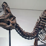 Esqueleto de L. lambei, Museo Real de Ontario