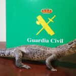 Cocodrilo disecado que un gallego quiso vender por internet
